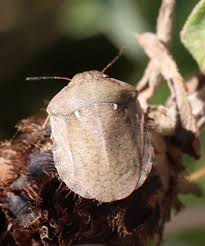 Attēlu rezultāti vaicājumam “Eurygaster testudinaria”