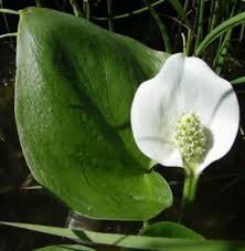 Attēlu rezultāti vaicājumam “Calla palustris leaf”