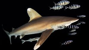 Image result for Carcharhinus longimanus