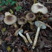 Attēlu rezultāti vaicājumam “Flaviporus citrinellus”