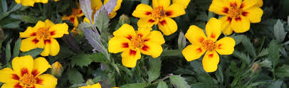 Attēlu rezultāti vaicājumam “Tagetes flower”
