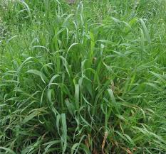 Attēlu rezultāti vaicājumam “Elytrigia repens flower”
