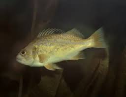 Image result for Leiostomus xanthurus