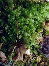 Attēlu rezultāti vaicājumam “Harpanthus scutatus”