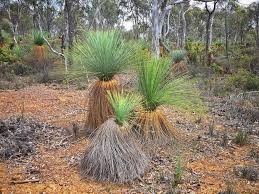 Attēlu rezultāti vaicājumam “Xanthorrhoeaceae”