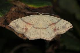 Attēlu rezultāti vaicājumam “Cyclophora punctaria”