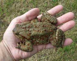 Attēlu rezultāti vaicājumam “Bufo bufo”