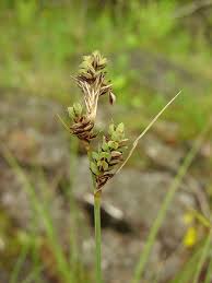 Attēlu rezultāti vaicājumam “Carex buxbaumii”