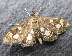 Attēlu rezultāti vaicājumam “Anania coronata”