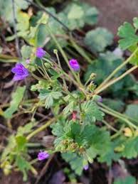 Attēlu rezultāti vaicājumam “Geranium pyrenaicum”