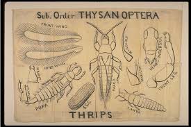 Attēlu rezultāti vaicājumam “Thysanoptera”