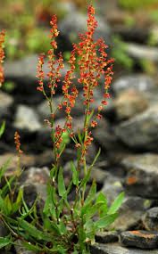 Attēlu rezultāti vaicājumam “Rumex acetosella leaf”