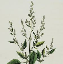 Attēlu rezultāti vaicājumam “Chenopodium album flower”