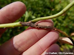 Attēlu rezultāti vaicājumam “Comatricha pulchella stalked”