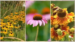 Image result for Sonnenhut