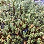 Attēlu rezultāti vaicājumam “Honckenya peploides leaf”