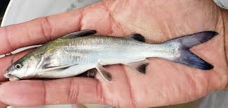 Image result for Ariopsis felis