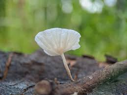 Attēlu rezultāti vaicājumam “Antrodia albida”