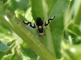 Attēlu rezultāti vaicājumam “Urophora cardui”