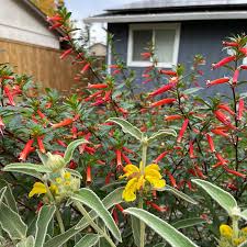 Image result for Cuphea ignea