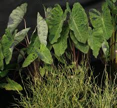 Attēlu rezultāti vaicājumam “Juncus effusus fruit”