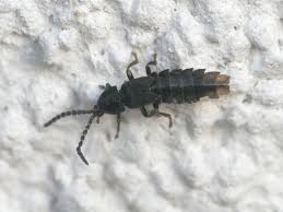 Attēlu rezultāti vaicājumam “Phosphaenus hemipterus male”