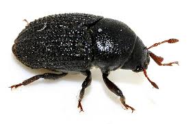 Attēlu rezultāti vaicājumam “Scolytidae”