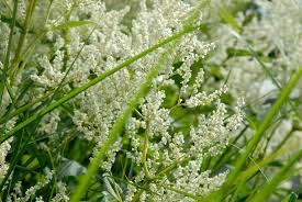 Attēlu rezultāti vaicājumam “Reynoutria japonica flower”