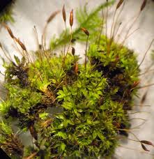 Attēlu rezultāti vaicājumam “Tortula truncata sporophyte”