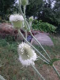 Image result for Dipsacus laciniatus
