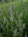 Catnip and Catnip Affects FAQ