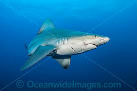 Image result for Carcharhinus plumbeus