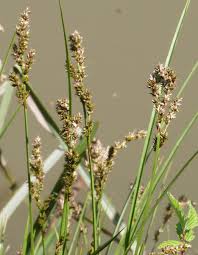 Attēlu rezultāti vaicājumam “Carex paniculata”