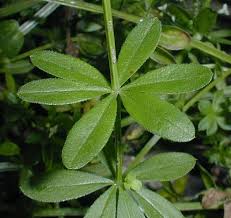 Attēlu rezultāti vaicājumam “Galium elongatum leaf”