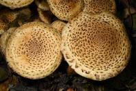 Attēlu rezultāti vaicājumam “Pholiota heteroclita”