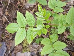 Attēlu rezultāti vaicājumam “Fraxinus excelsior leaf”