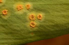 Attēlu rezultāti vaicājumam “Puccinia sessilis”
