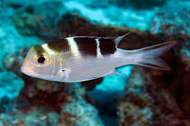 Image result for Monotaxis grandoculis