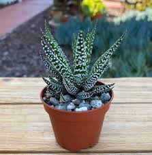 Image result for Haworthia