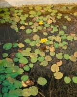 Image result for Seekanne