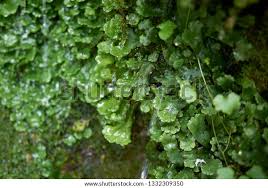 Attēlu rezultāti vaicājumam “Pellia epiphylla”