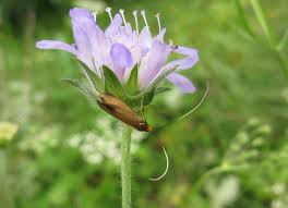 Attēlu rezultāti vaicājumam “Nemophora metallica”