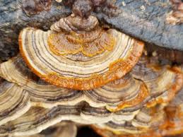 Attēlu rezultāti vaicājumam “Badhamia versicolor”