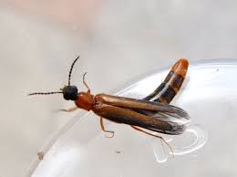 Attēlu rezultāti vaicājumam “Lymexylidae”