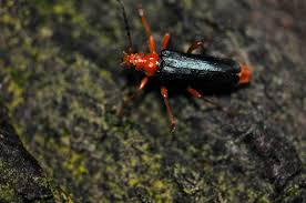 Attēlu rezultāti vaicājumam “Rhamnusium bicolor”