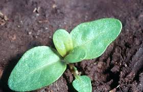Attēlu rezultāti vaicājumam “Lythrum salicaria fruit”