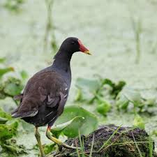 Attēlu rezultāti vaicājumam “Gallinula chloropus juvenile”