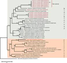 Attēlu rezultāti vaicājumam “Didymium nigripes young”