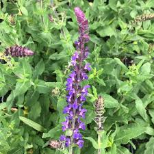 Attēlu rezultāti vaicājumam “Salvia nemorosa leaf”