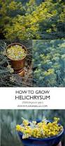 Image result for Helichrysum lindleyii